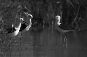 Black-winged Stilts at Asker Marsh, Bahrain