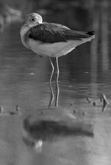 Wood Sandpiper resting with dramatic reflection at Asker marsh, Bahrain