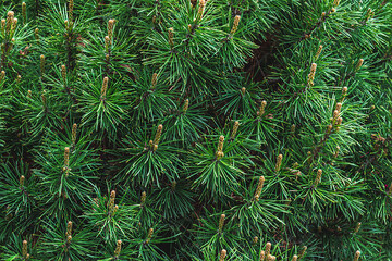 Green branches of mountain pine close-up. Green coniferous background.