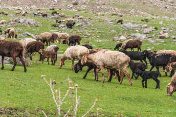 Sheep graze on a green meadow in the mountains. Free grazing.