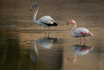 Greater Flamingos in the morning at Tubli bay, Bahrain