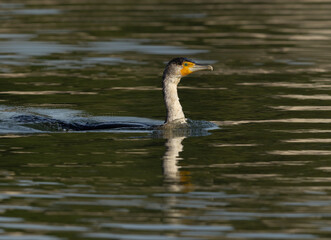 Great Cormorant swimming at Tubli bay, Bahrain