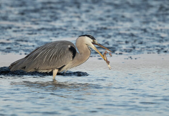 Grey Heron with a big fish catch at Tubli bay, Bahrain