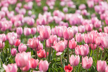 Beautiful tulips are blooming on the lawn of the park