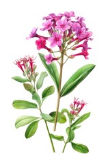 Naklejka na ściany i meble Watercolor illustration of pink phloxes flowers isolated on white background. Generative AI.