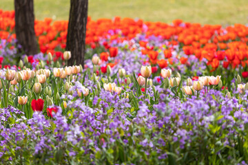 Beautiful tulips are blooming on the lawn of the park