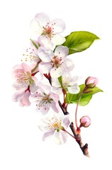 Watercolor illustration of branch with cherry blossoms isolated on white background. Generative AI.