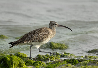 Whimbrel in the morning hours at Eker creek during low tide, Bahrain