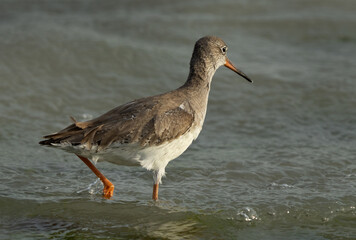 Closeup of a Common Redshank searching food at Eker creek, Bahrain