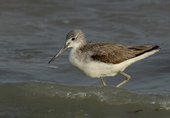 Closeup of a Common Greenshank at Eker creek, Bahrain