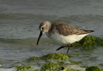 Dunlin feeding at Eker creek, Bahrain