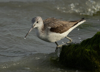 Closeup of a Common Greenshank with a water droplet on beak at Eker creek, Bahrain