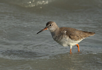 Portrait of a Common Redshank at Eker creek, Bahrain