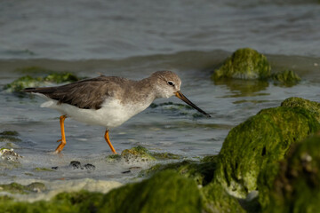 Terek sandpiper searching food at Eker coast of Bahrain