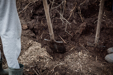 Farmers dig up compost. Fertilizing the garden with soil obtained after composting