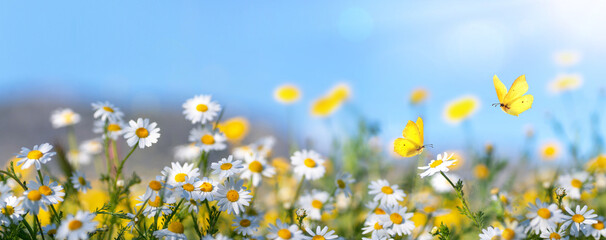 Beautiful wild flowers daisies and butterfly in morning in sunlight in spring, close-up macro....