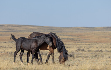 Wild Horse Mare and Foal in Autumn in the Wyoming Desert