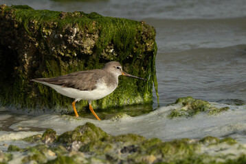 Terek sandpiper on geen at Eker creek of Bahrain