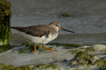 Terek sandpiper at Eker coast of Bahrain