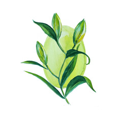 Obraz premium hand drawing watercolor flowers lily buds