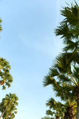 Obraz na płótnie Canvas Palm Trees Bottom Up View in Backlit