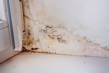 Mold on slopes near window made of metal-plastic construction. Fungus on white surface of the wall...