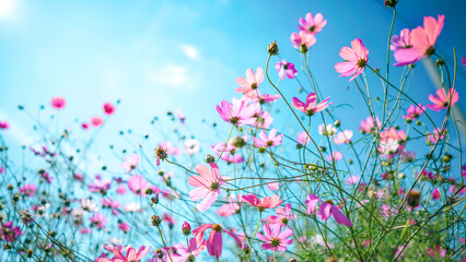 Beautiful pink cosmos flowers against the blue sky outdoors in nature close-up.