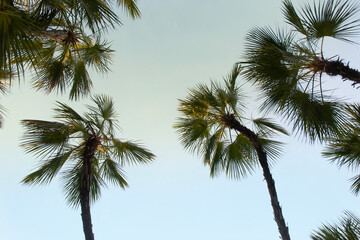 Fototapeta na wymiar Coconut Palm Trees Bottom Up View in Backlit