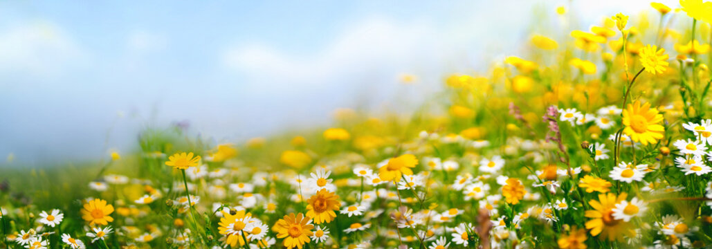 Beautiful spring landscape with meadow yellow flowers and daisies against the blue sky. Natural summer panorama.