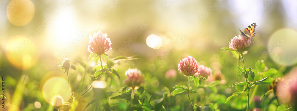 Poster Wild flowers of clover and butterfly in a meadow in nature in rays of sunlight in summer in spring close-up of a macro. A picturesque colorful artistic image with a soft focus.