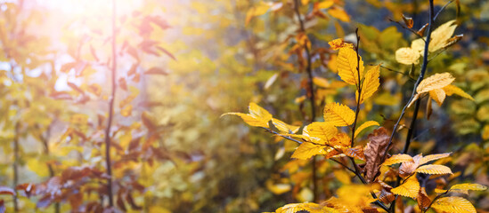 Autumn forest with colorful leaves on the trees on a sunny day, autumn background