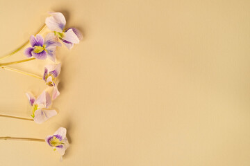 Wild violets on beige linen background spring theme