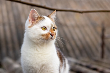 Obraz premium Close-up portrait of a white spotted cat with an attentive look on the background of the roof of the house