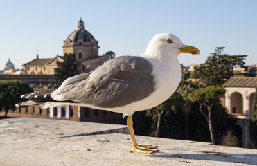 Seagull photographed during the day in Rome.