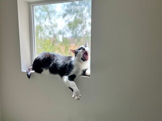 Black and White Cat Yawning on Window