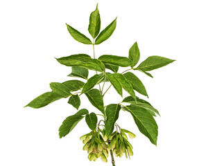 Maple branch with foliage and green lionfishs, isolated on white background