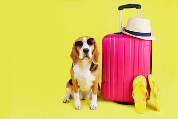 A beagle dog wearing sunglasses sits by a suitcase with things on a yellow isolated background....