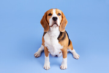 Portrait of a beagle dog looking into the camera on a blue isolated background. 