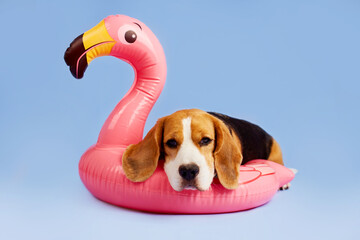 A cute beagle dog on a pink inflatable flamingo on a blue isolated background. Summer concept. 