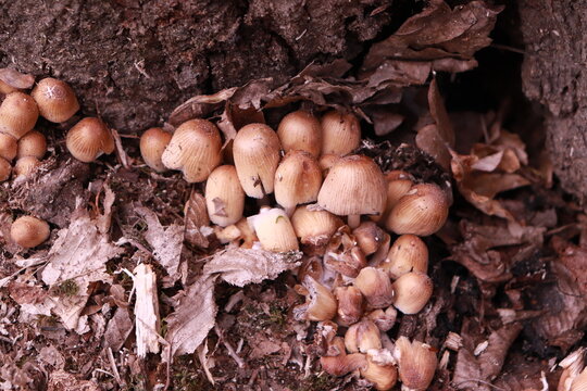Mushrooms spotted in the forest at Lacul Ursu Sovata - Romania