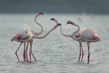 Greater Flamingos territory dispute in the monring hours at Eker creek, Bahrain