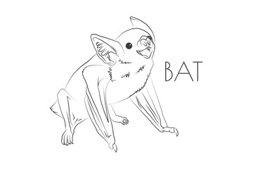 Illustration of a Animal - Bat, Mammalia