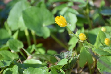 yellow spring flower in the garden countryside in the spring 