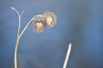 carduus flower seed in the spring 