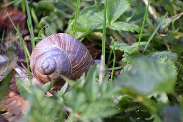 snail in the grass