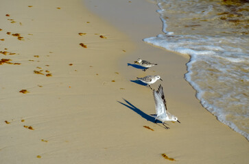 October Day at the Beach, Orange Beach, Alabama, Sand and Water Natural Patterns, Seagulls, Sea Oats, Seashells, Gulf of Mexico