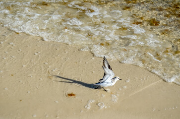 October Day at the Beach, Orange Beach, Alabama, Sand and Water Natural Patterns, Seagulls, Sea Oats, Seashells, Gulf of Mexico