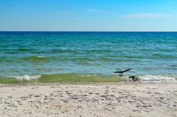 October Day at the Beach, Orange Beach, Alabama, Sand and Water Natural Patterns, Seagulls, Sea Oats, Seashells, Gulf of Mexico