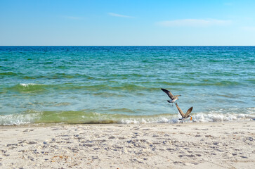 October Day at the Beach, Orange Beach, Alabama, Sand and Water Natural Patterns, Seagulls, Sea Oats, Seashells, Gulf of Mexico