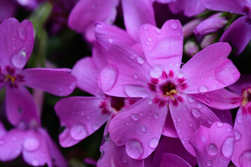 雨に濡れたピンクのシバザクラ